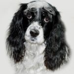 Can I Use Human Shampoo On My Dog For Allergies?