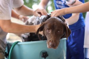 how often should I bath my dog with allergies