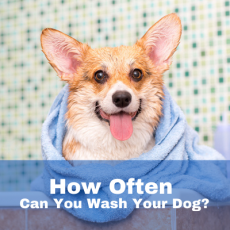 how to wash a dog with skin allergies