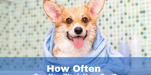how to wash a dog with skin allergies
