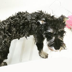 shampoo for dogs with skin allergies